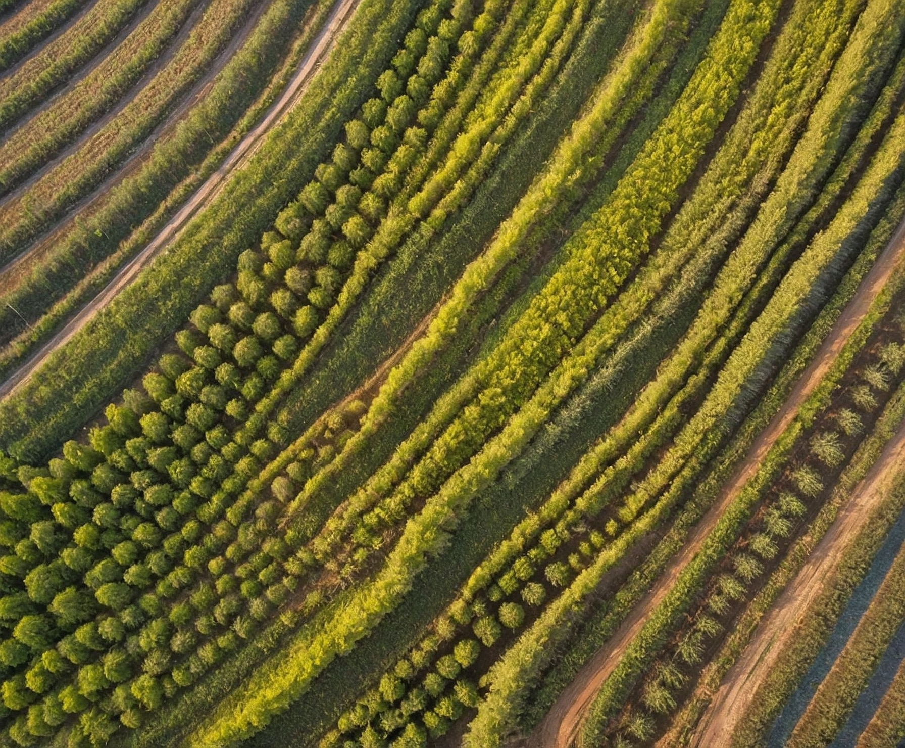Cultivo innovador y sostenible de olivos